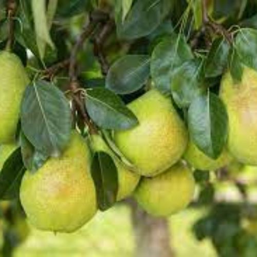 Pear/Nashpati Fruit Plant Manufacturer & Supplier in India